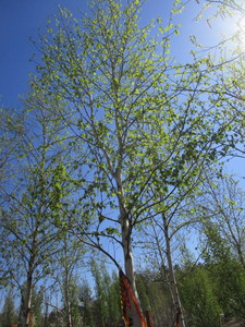 lot 43 image: Birch - Whitespire, 19ft, 3-12 Caliper