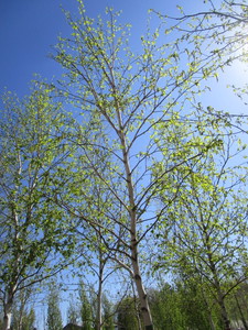 lot 44 image: Birch - Whitespire, 16ft, 3 Caliper
