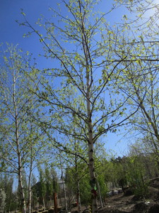 lot 45 image: Birch - Whitespire, 16ft, 3 Caliper