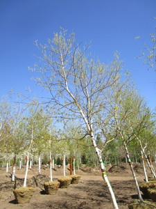 lot 46 image: Birch - Whitespire, 16ft, 3 Caliper