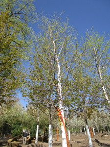 lot 47 image: Birch - Whitespire, 17ft, 3-12 Caliper