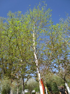 lot 48 image: Birch - Whitespire, 20ft, 3-12 Caliper