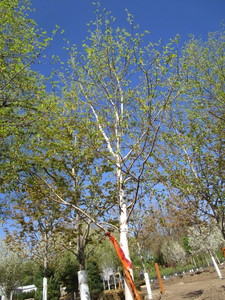 lot 49 image: Birch - Whitespire, 16ft, 3-12 Caliper