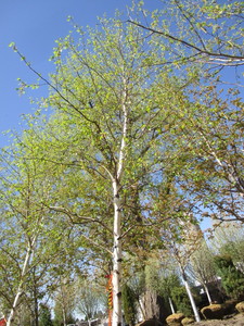 lot 50 image: Birch - Whitespire, 18ft, 3-12 Caliper