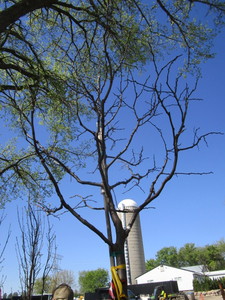 lot 51 image: Honey Locust - Skyline, 14ft, 2 Caliper