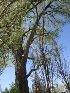 lot 52 image: Columnar Oak - Regal Prince, 14ft, 3 Caliper