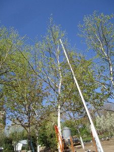 lot 56 image: Birch - Whitespire, 19ft, 3-12 Caliper