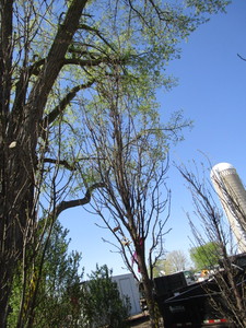 lot 53 image: Columnar Oak - Regal Prince, 14ft, 2-12 Caliper