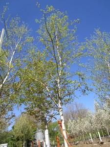 lot 57 image: Birch - Whitespire, 18ft, 3-12 Caliper