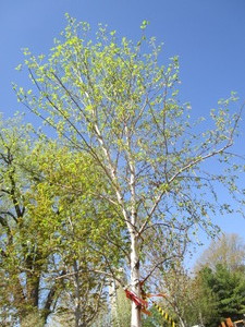 lot 58 image: Birch - Whitespire, 18ft, 3-12 Caliper