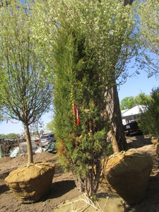 lot 59 image: Juniper, 9ft