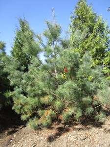 lot 60 image: Pine, white, 8ft