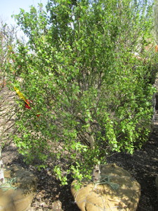 lot 64 image: Birch - Dakota Pinnacle, 5ft
