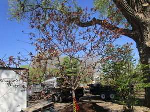 lot 61 image: Hawthorne - Thornless, 10ft, 2 Caliper