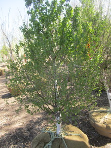 lot 62 image: Birch - Dakota Pinnacle, 5ft