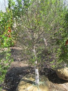 lot 63 image: Birch - Dakota Pinnacle, 5ft