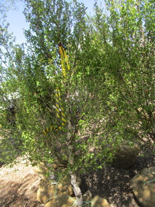 lot 66 image: Birch - Dakota Pinnacle, 6ft