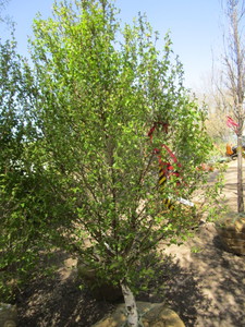 Birch - Dakota Pinnacle, 6ft