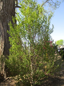 lot 68 image: Birch - Dakota Pinnacle, 7ft