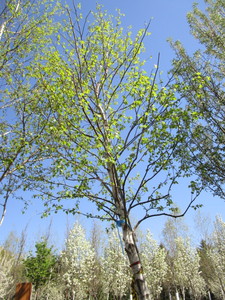 lot 69 image: Birch - Whitespire, 19ft