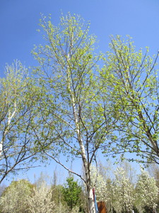 lot 70 image: Birch - Whitespire, 20 ft