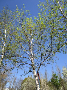 lot 71 image: Birch - Whitespire, 20ft