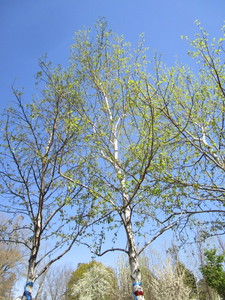lot 72 image: Birch - Whitespire, 22ft