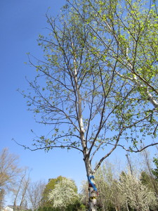 lot 73 image: Birch - Whitespire, 20ft