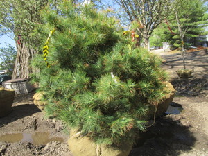 lot 74 image: Pine, white, 8ft