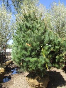 lot 75 image: Pine, white, 8ft