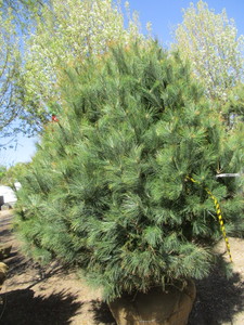 lot 76 image: Pine, white, 8ft