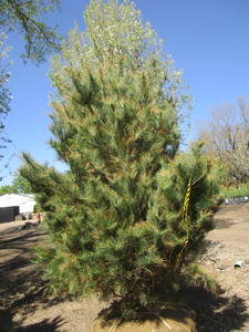 lot 77 image: Pine, white, 8ft