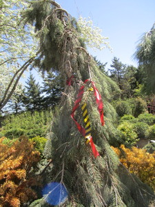 lot 129 image: Spruce - Weeping