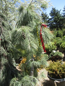 lot 130 image: Pine - Weeping