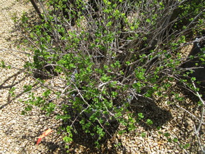 lot 131 image: Shrub - 10 Gallon Pot