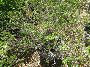 lot 132 image: Shrub - 10 Gallon Pot