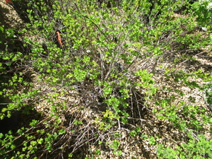 lot 133 image: Shrub - 10 Gallon Pot