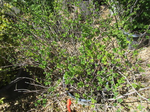 lot 134 image: Shrub - 10 Gallon Pot