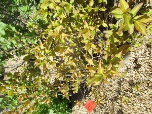 lot 152 image: Weigela, Potted 10 gallon