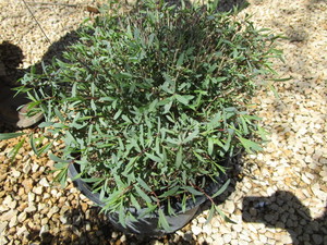 lot 153 image: Willow Arctic Blue Leaf, 3 Gallon Pot