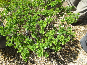 lot 154 image: Spirea - Tor