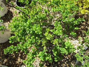 lot 155 image: Spirea - Tor