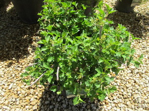 lot 156 image: Alpine Currant - Green Mound