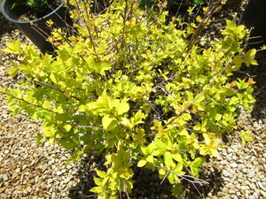 lot 157 image: Spirea