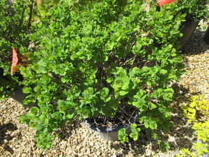 lot 158 image: Spirea - Tor