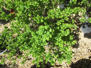 lot 159 image: Spirea - Tor