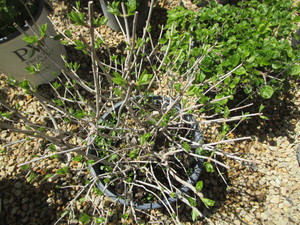lot 161 image: Hydrangea - Bobo Shrub