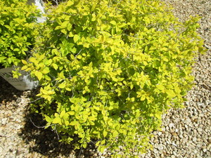 lot 162 image: Spirea