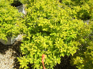 lot 163 image: Spirea