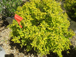 lot 164 image: Spirea